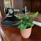 Heart Fern (Hemionitis Arifolia) - 4 Inch Indoor Houseplant