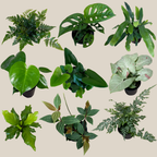 Fern & Foliage Mystery Houseplant 2 Pack - 4 Inch Indoor Houseplants