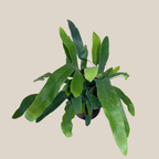 Blue Star Footed Fern (Phlebodium Aureum 'Blue Star') - 4 Inch Indoor Houseplant