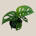 Swiss Cheese Plant (Monstera Adansonii 'Wide Form') - 4 Inch Indoor Houseplant