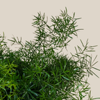 Sprenger's Asparagus Fern (Asparagus Sprengerii) - 6 Inch Indoor Houseplant