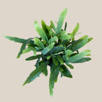 Blue Star Footed Fern (Phlebodium Aureum 'Blue Star) - 6 Inch Indoor Houseplant