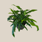 Kangaroo Paw Footed Fern (Phymatosorus Diversifolius) - 6 Inch Indoor Houseplant