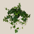 Green Ivy (Hedera Helix) - 6 Inch Indoor Houseplant