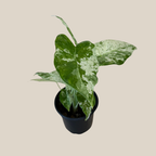 Alocasia Blizzard (Alocasia Odora 'Batik Blizzard') - 4 Inch Indoor Houseplant