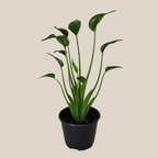 Alocasia Tiny Dancer (Alocasia Brisbanensis x Alocasia Odora 'Tiny Dancer') - 6 Inch Indoor Houseplant