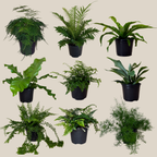 Mystery Ferns 2 Pack - 6 Inch Indoor Houseplants