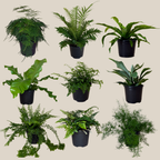 Mystery Ferns 4 Pack - 6 Inch Indoor Houseplants