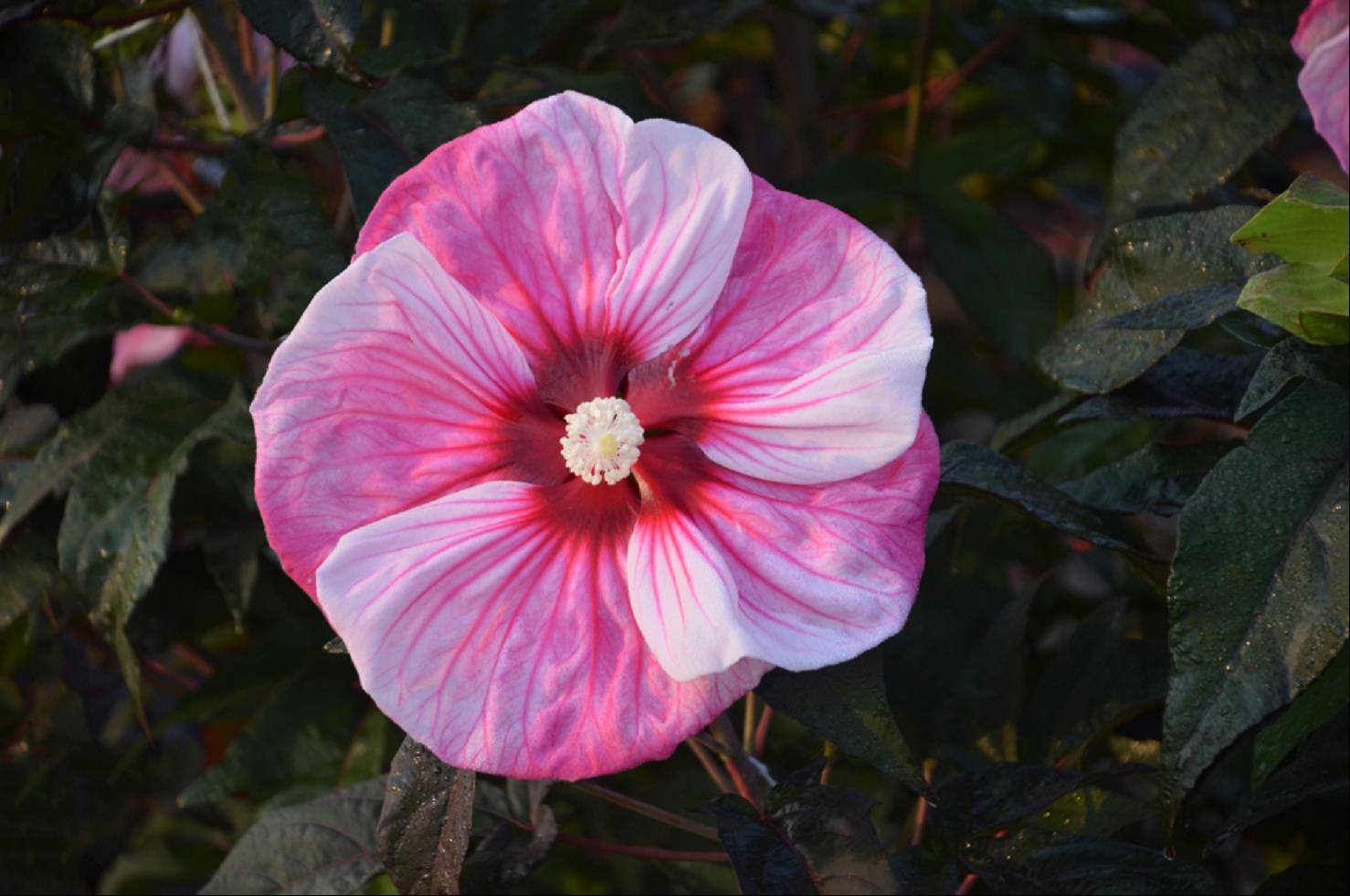 Summerific® 'Cherry Choco Latte' Rose Mallow (Hibiscus 'Cherry Choco Latte') - 2 gallon