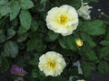 Popcorn Drift® Rose (Rosa 'Drift Popcorn') - 1 gallon