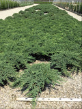 Dwarf Japanese Garden Juniper (Juniperus chinensis 'Nana') - 3 gallon 15"