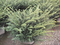 Everlow  Yew (Taxus x media 'Everlow') - 3 gallon 12"