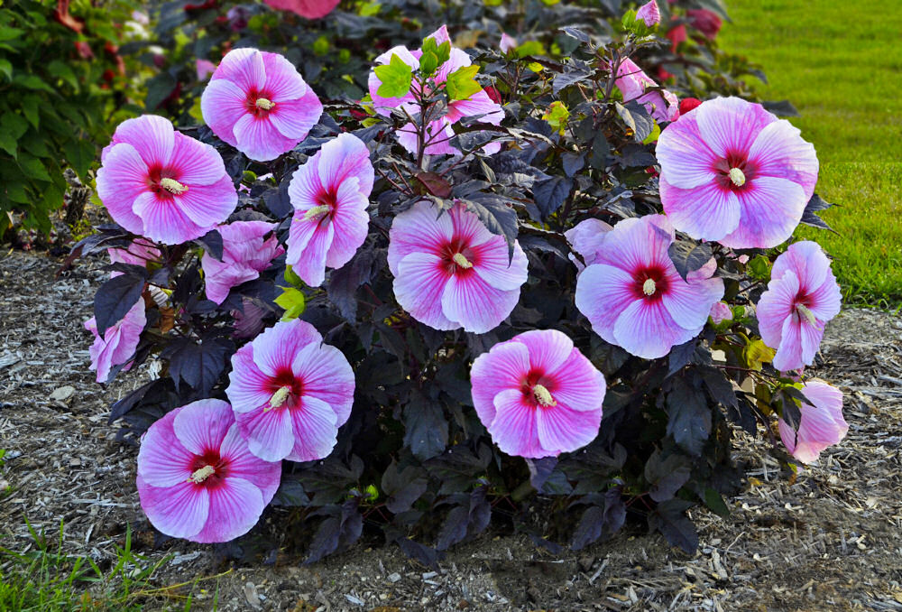 Starry Night Rose Mallow (Hibiscus starry 'Night') - 2 gallon