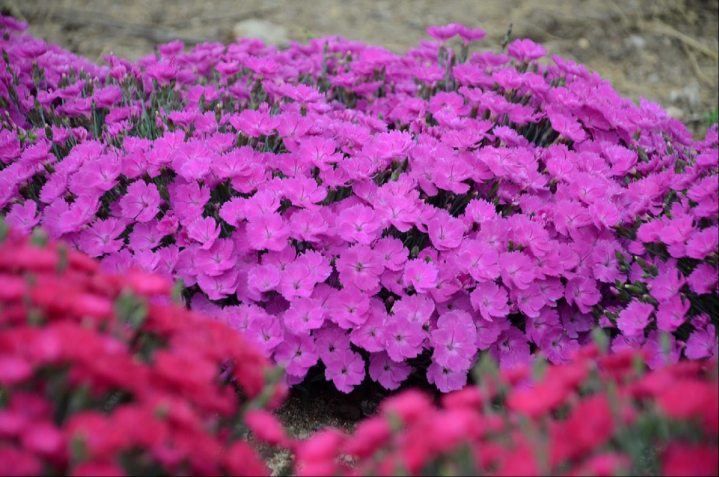 'Paint the Town Fuchsia' Pinks (Dianthus paint 'The Town Fuchsia') - 1 gallon