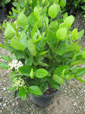 Winterthur Viburnum (Viburnum nudum 'Winterthur') - 3 gallon 18"