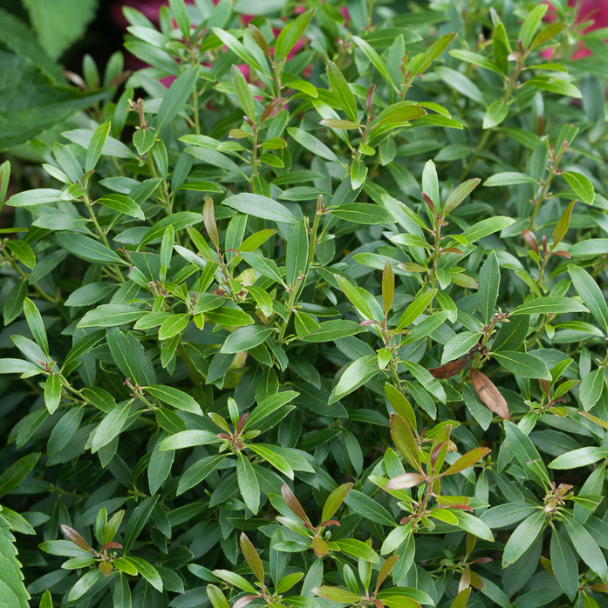 Gem Box® Inkberry Holly (Ilex glabra 'Gem Box') - 3 gallon 15"
