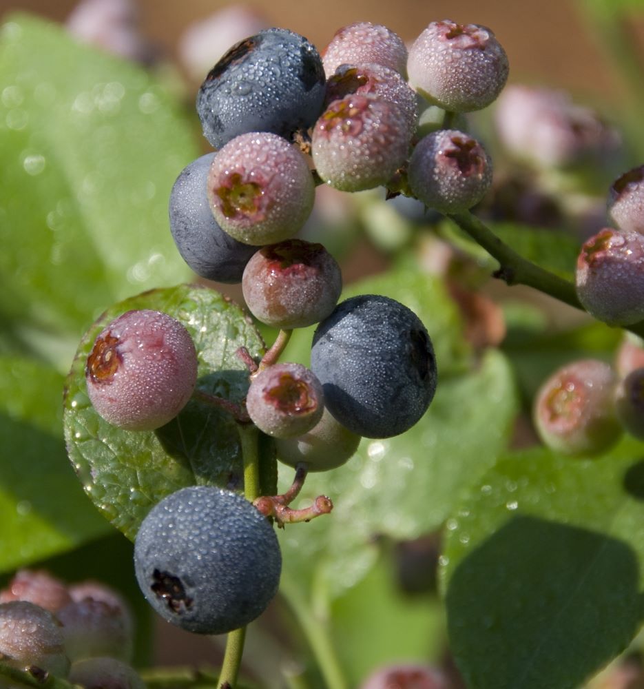 Patriot Highbush Blueberry (Vaccinium patriot 'Patriot') - 1 gallon 10"
