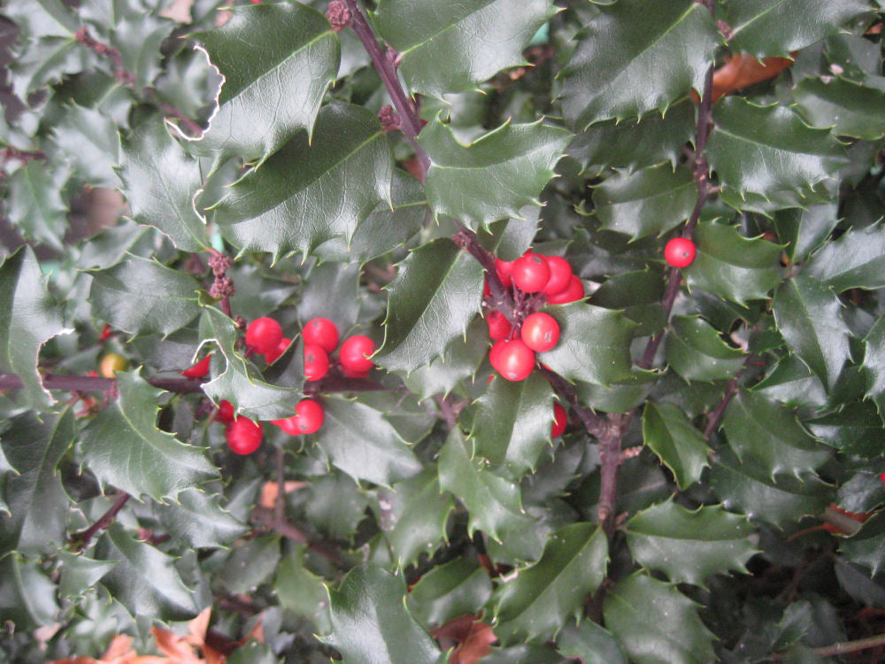 Blue Princess™ Holly (Ilex x meserveae 'Blue Princess') - 3 gallon 15"