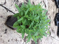 Pink Moody Blues Speedwell (Veronica 'Pink Moody Blues') - 1 gallon