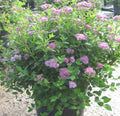Little Princess Spiraea (Spiraea japonica 'Little Princess') - 3 gallon 12"