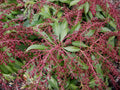 Katsura Japanese Andromeda (Pieris japonica 'Katsura') - 3 gallon 12"