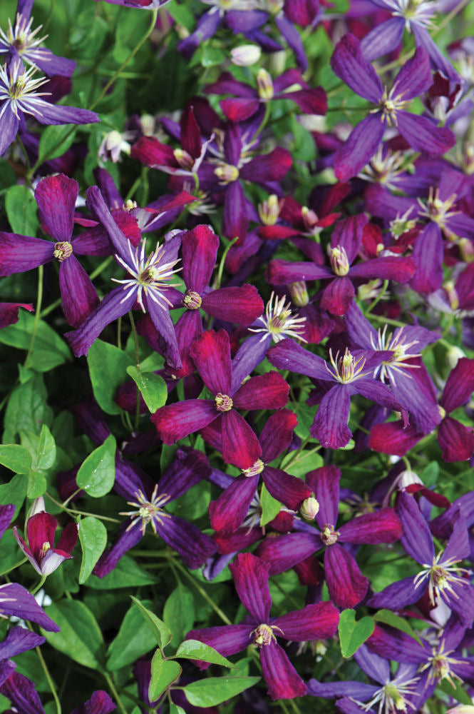 'Sweet Summer Love' Clematis (Clematis 'Sweet Summer Love') - 1 gallon