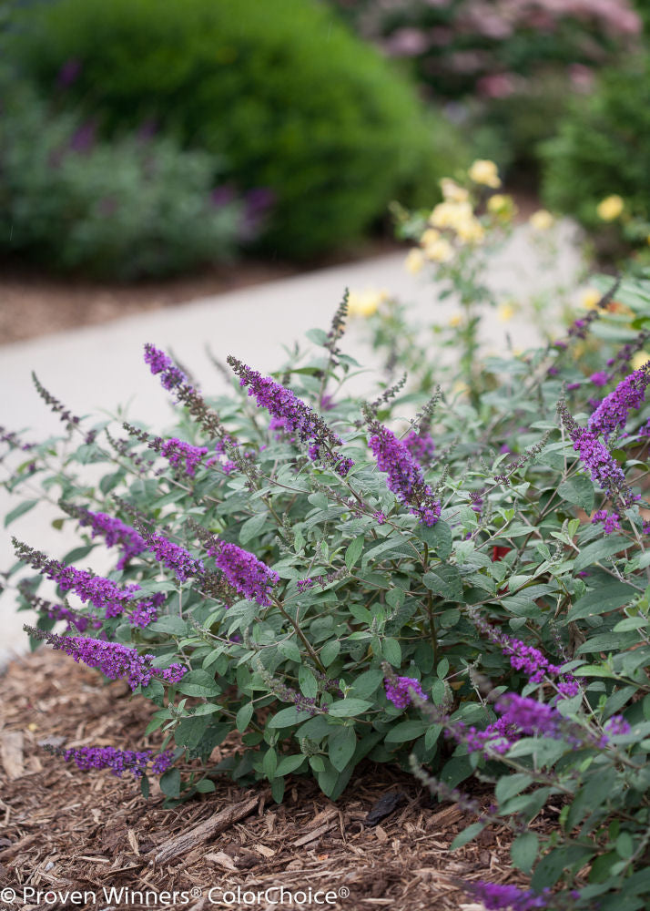 Proven Winner® Color Choice® Lo & Behold® Blue Chip Jr Butterfly Bush (Buddleia '‘Blue Chip Jr’') - 3 gallon