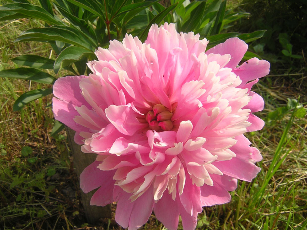 Sarah Bernhardt Peony (Paeonia lactiflora 'Sarah Bernhardt') - 2 gallon
