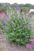 Psychedelic Sky™ Butterfly Bush (Buddleia psychedelic 'Sky') - 2 gallon