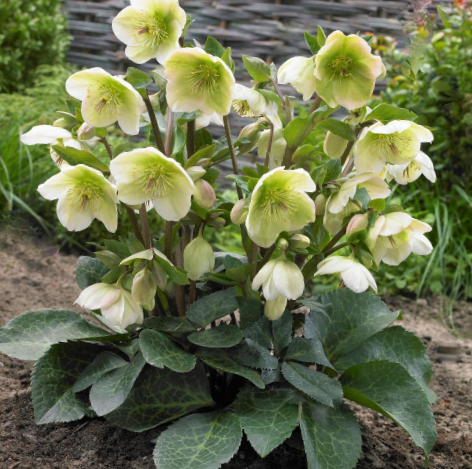 Hellebore Mollys White (Helleborus 'Frostkiss Mollys White') - 1 gallon