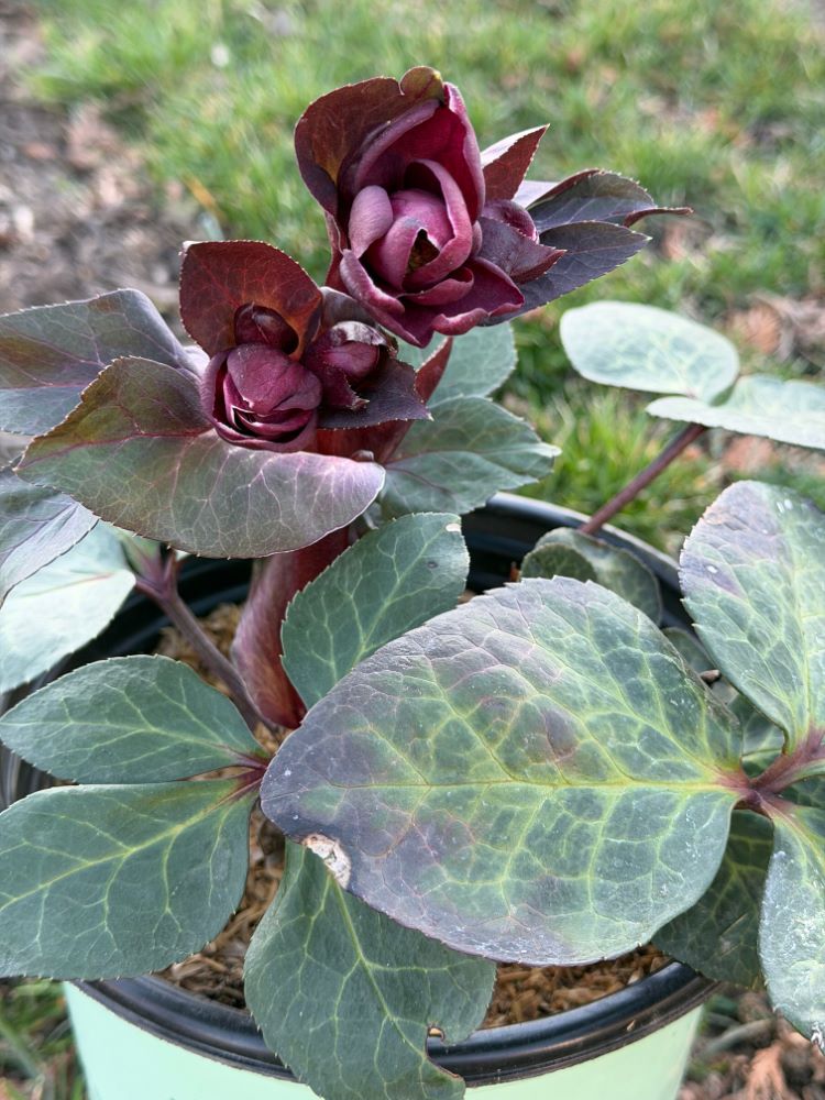 Frostkiss® Vibey Velvet Lenten Rose (Helleborus vibey 'Velvet') - 1 gallon