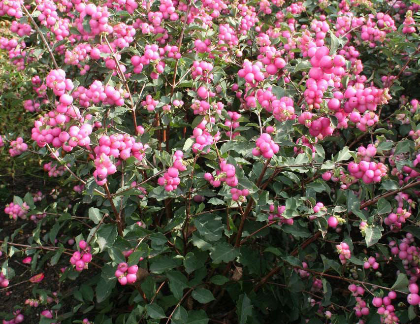 Magical® Galaxy Snowberry (Symphoricarpos 'Sweet Kolmagics') - 3 gallon 15"