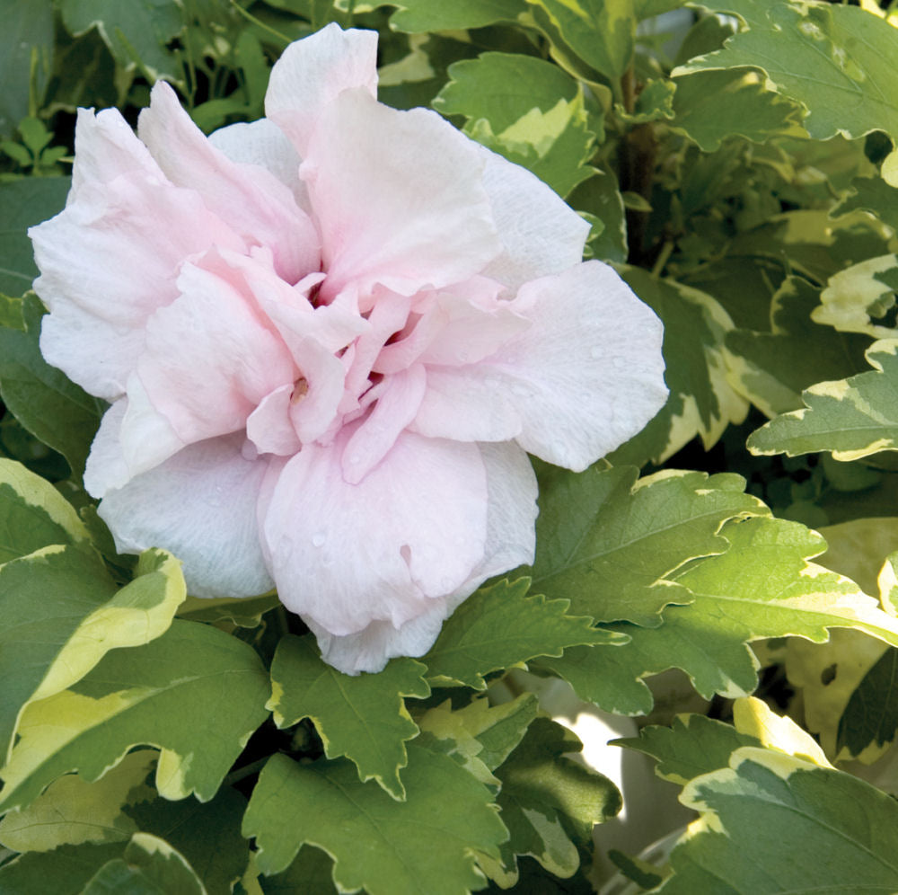 Sugar Tip® Rose of Sharon (Hibiscus syriacus 'America Irene Scott') - 3 gallon 18"