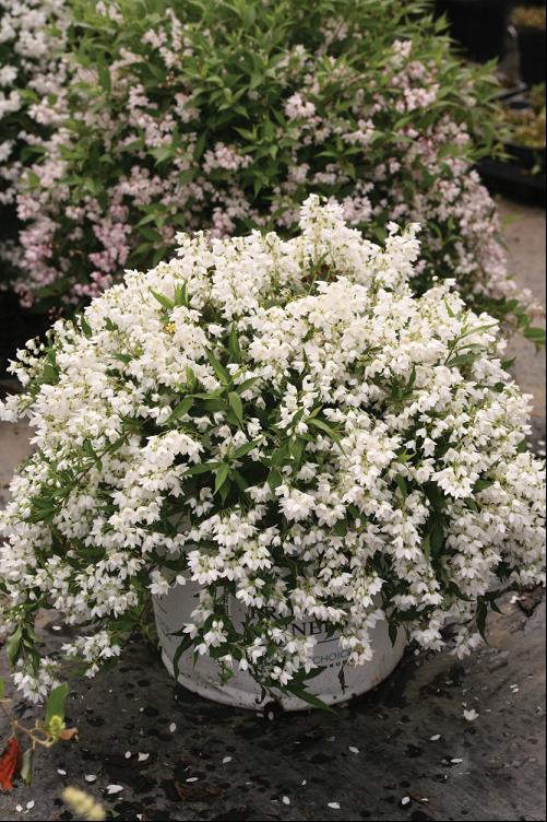 Yuki Snowflake® Deutzia (Deutzia yuki 'Snowflake') - 2 gallon 12"