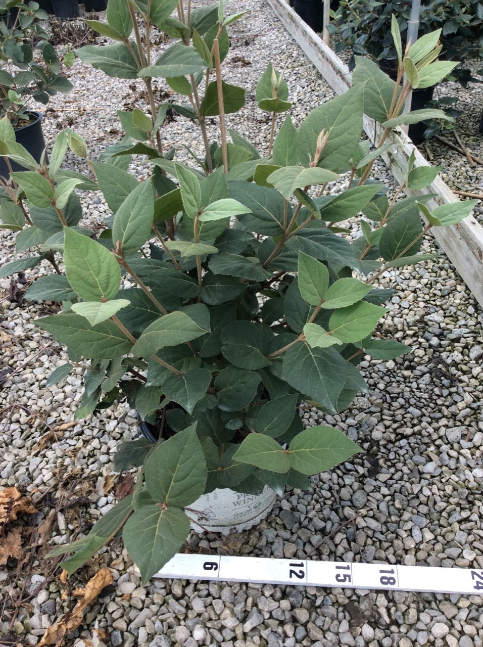 Spice Girl® Korean Spice Viburnum (Viburnum carlesii 'Spice Girl') - 3 gallon 18"