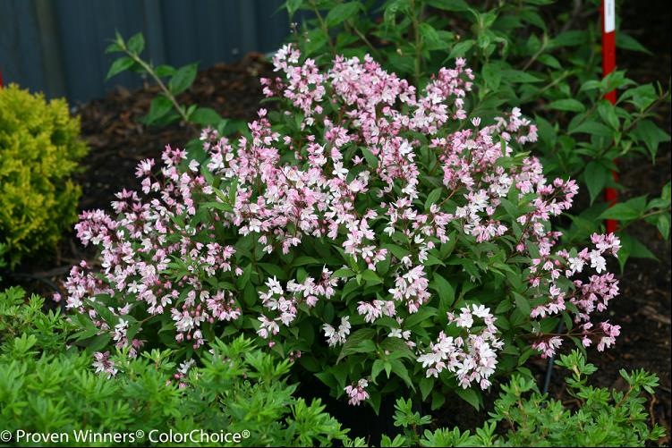 Yuki Cherry Blossom® Deutzia (Deutzia yuki 'Cherry Blossom') - 2 gallon 12"
