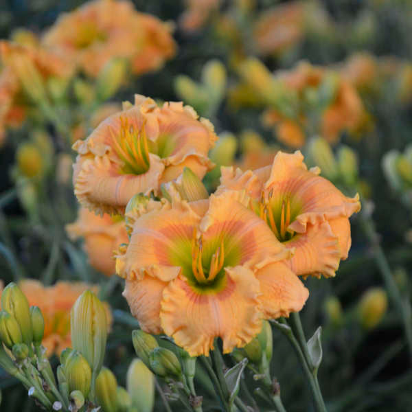 Rainbow Rhythm® 'Orange Smoothie' Daylily (Hemerocallis 'Rainbow Rhythm Orange Smoothie') - 1 gallon