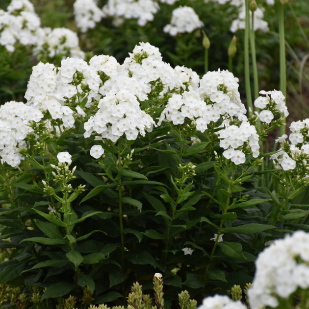 Luminary® 'Backlight' Tall Garden Phlox (Phlox P 'Luminary Backlight') - 1 gallon