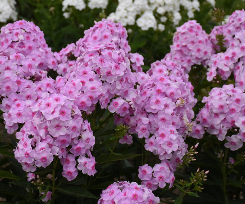 Luminary® 'Opalescence' Tall Garden Phlox (Phlox paniculata 'Luminary Opalescence') - 1 gallon