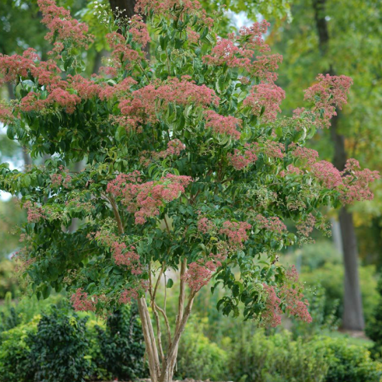 Temple of Bloom® Seven-Son Flower (Heptacodium temple 'Of Bloom') - 3 gallon