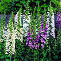 Camelot Lavender Foxglove (Digitalis x 'Camelot Lavender') - 1 gallon