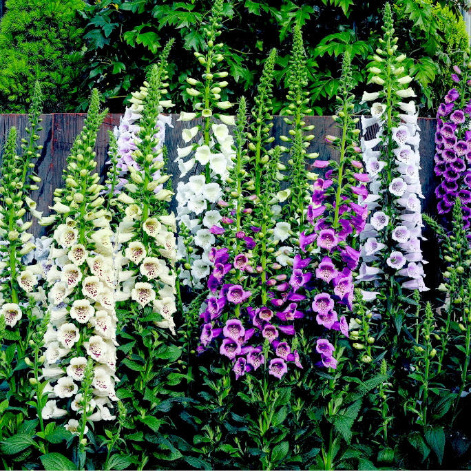 Camelot Lavender Foxglove (Digitalis x 'Camelot Lavender') - 1 gallon