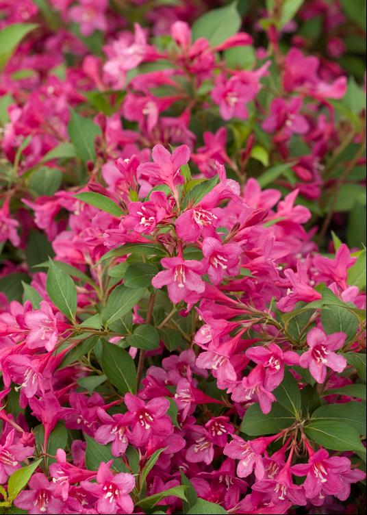 Sonic Bloom® Pink Weigela (Weigela sonic 'Bloom Pink') - 3 gallon 15"