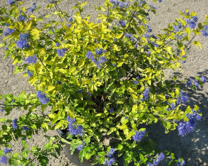 Sunshine Blue® II Bluebeard (Caryopteris sunshine 'Blue Ii') - 2 gallon 12"