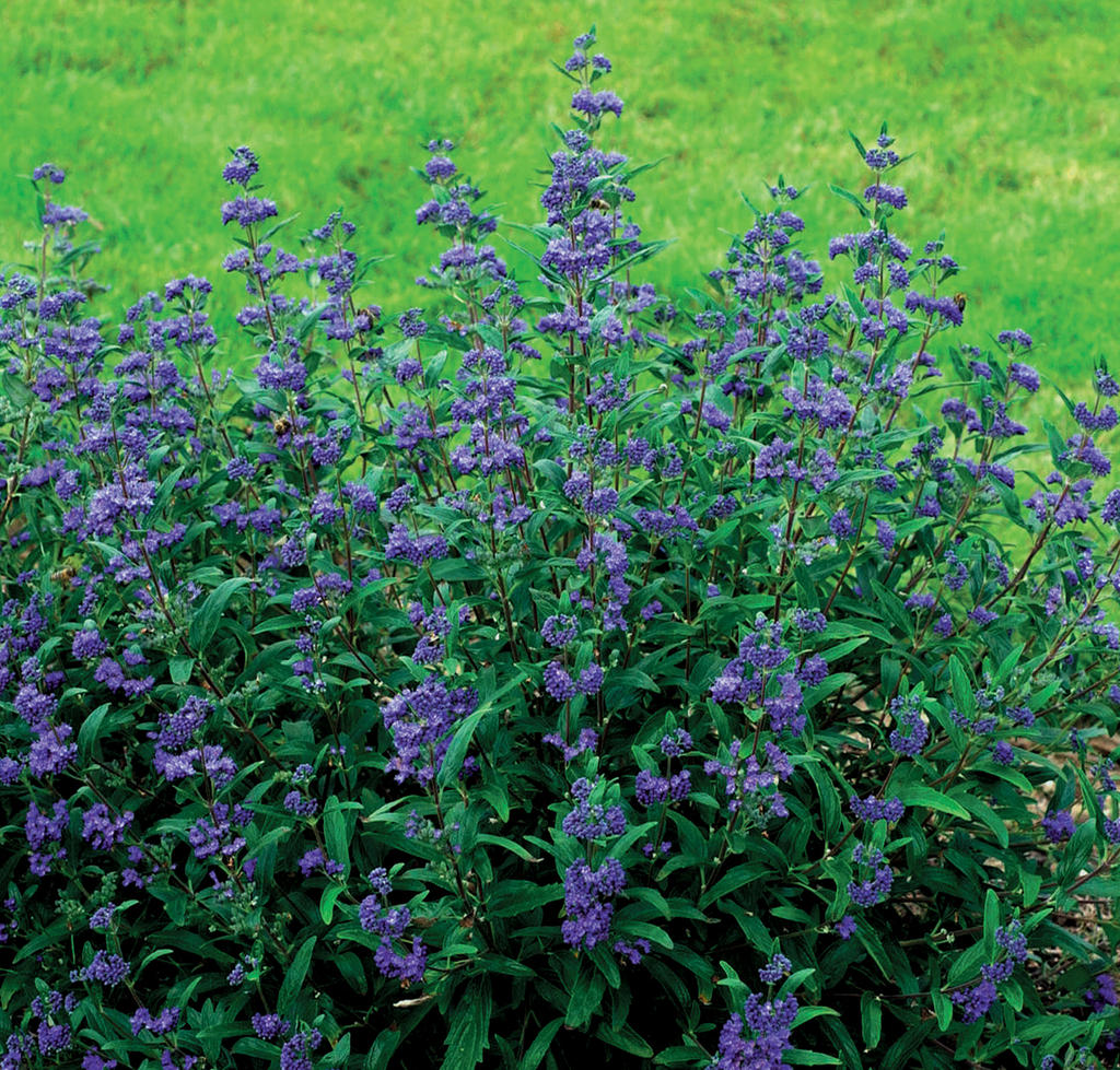 Petit Bleu™ Bluebeard (Caryopteris x clandonensis 'Minibleu') - 2 gallon