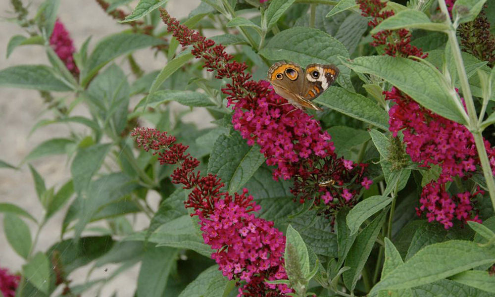 'Miss Molly' Butterfly Bush (Buddleia x 'Miss Molly') - 3 gallon