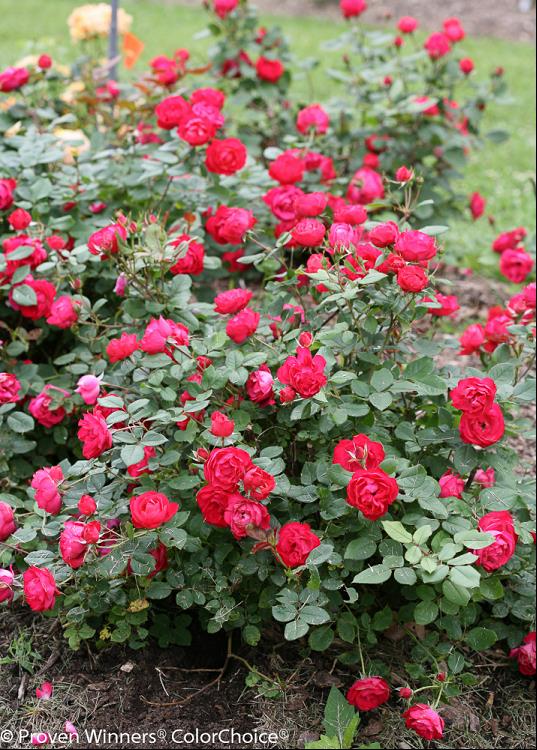 Oso Easy Double Red® Rose (Rosa 'Oso Easy Double Red') - 1 gallon