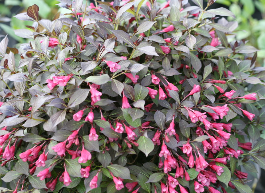 Midnight Wine Shine® Weigela (Weigela florida 'Elvera') - 1 gallon