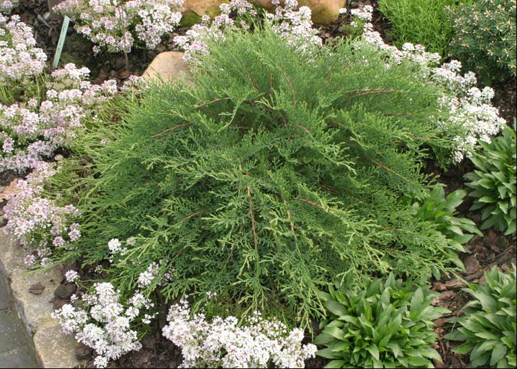 Celtic Pride® Siberian Cypress (Microbiota D 'Celtic Pride') - 1 gallon