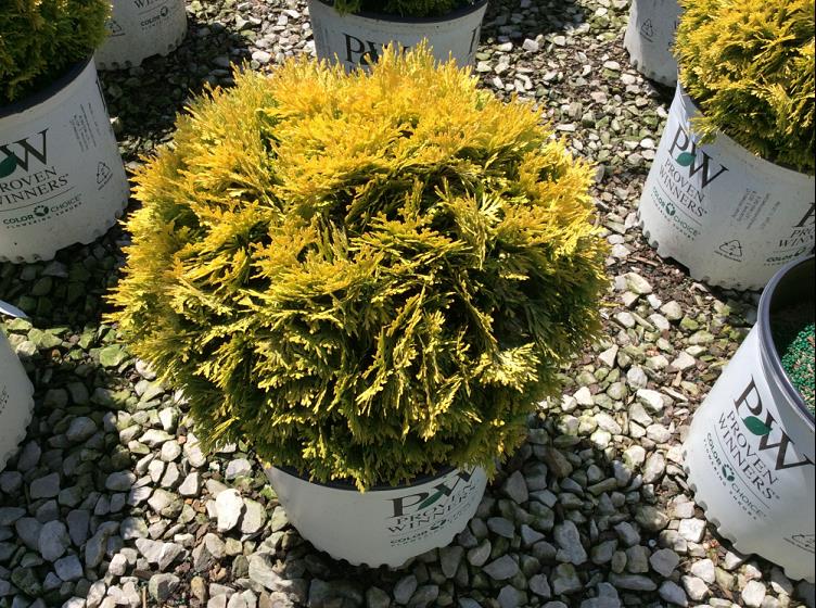 Anna's Magic Ball® Arborvitae (Thuja occidentalis 'Annas Magic Ball') - 2 gallon